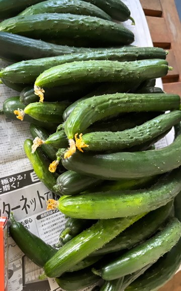 2024 野菜②